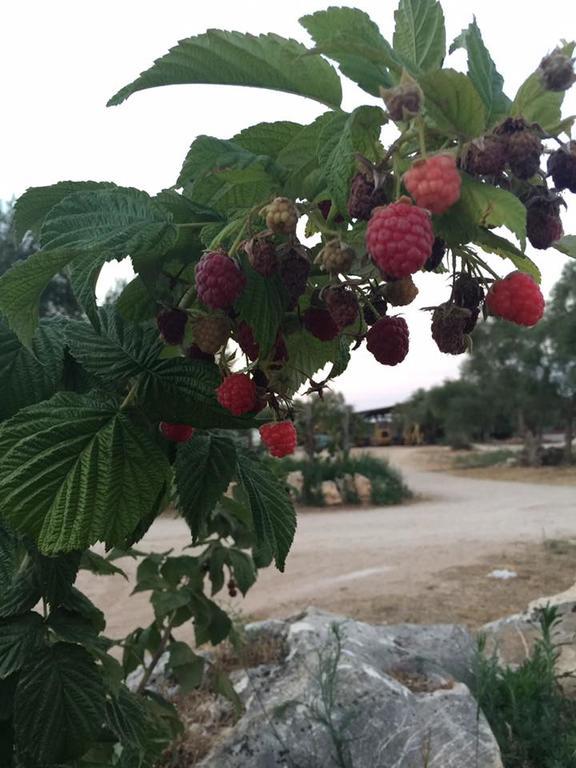 Agriturismo Armienti Villa Toritto Esterno foto